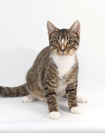 Tucker, a Adoptable Domestic Short Hair in Morton Grove, IL image 2/3