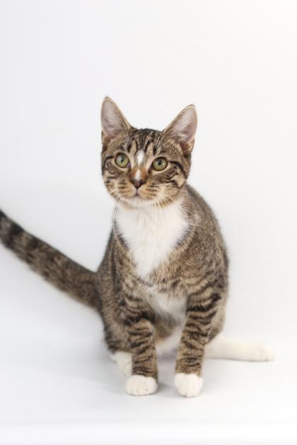 Tucker, Adoptable, Kitten Male Domestic Short Hair & Domestic Short Hair.