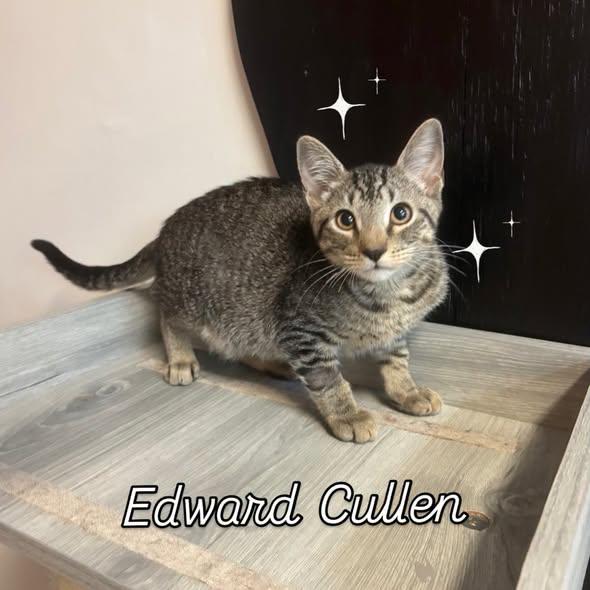 Edward Cullen at Fat Cat Cafe, ADOPTABLE, Kitten Male Domestic Short Hair.