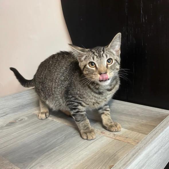 Edward Cullen at Fat Cat Cafe, a ADOPTABLE Domestic Short Hair in Tallahassee, FL image 2/2