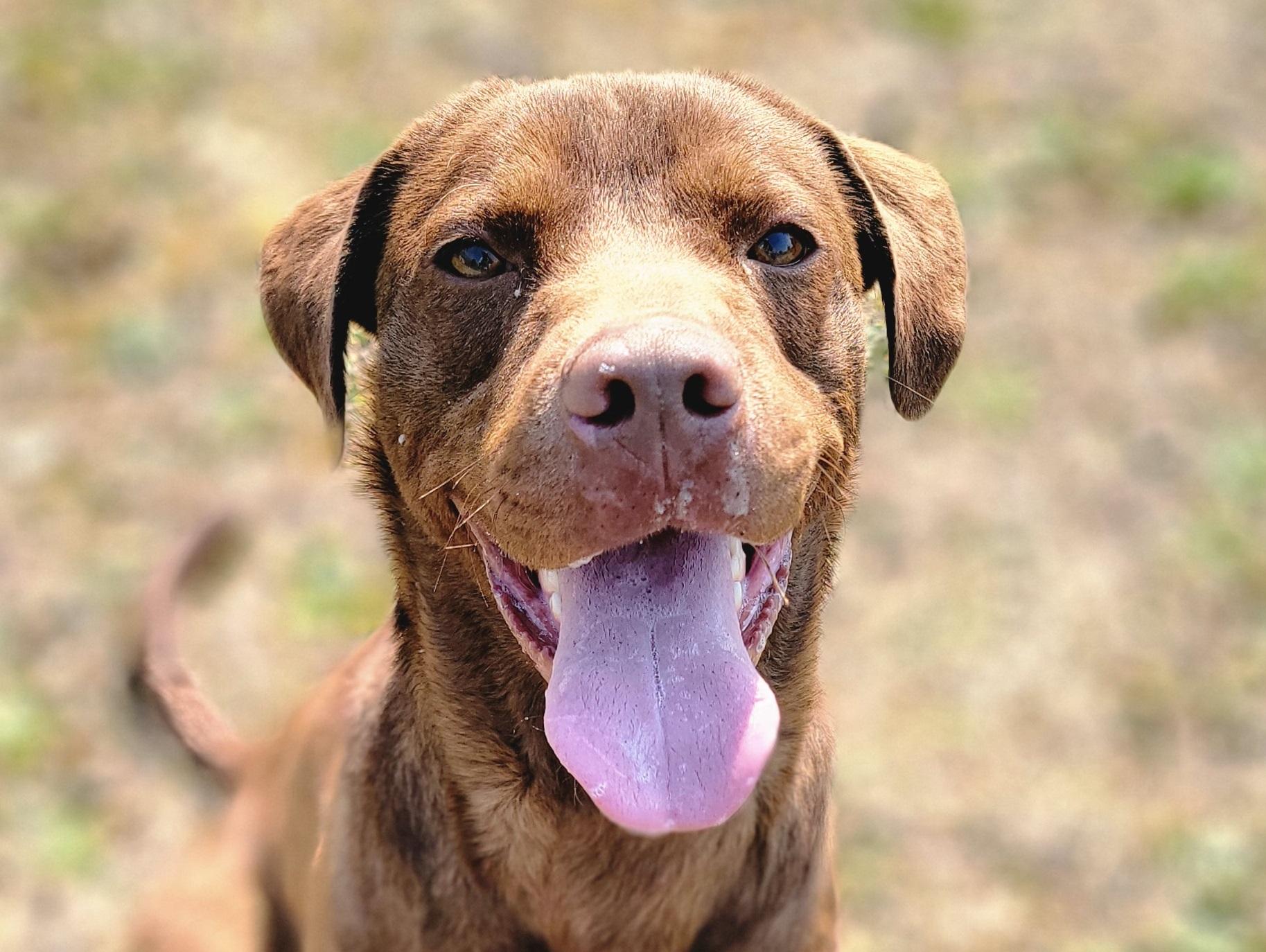 Enlarge Russ, a Adoptable mixed breed in Anniston, AL image 1/5