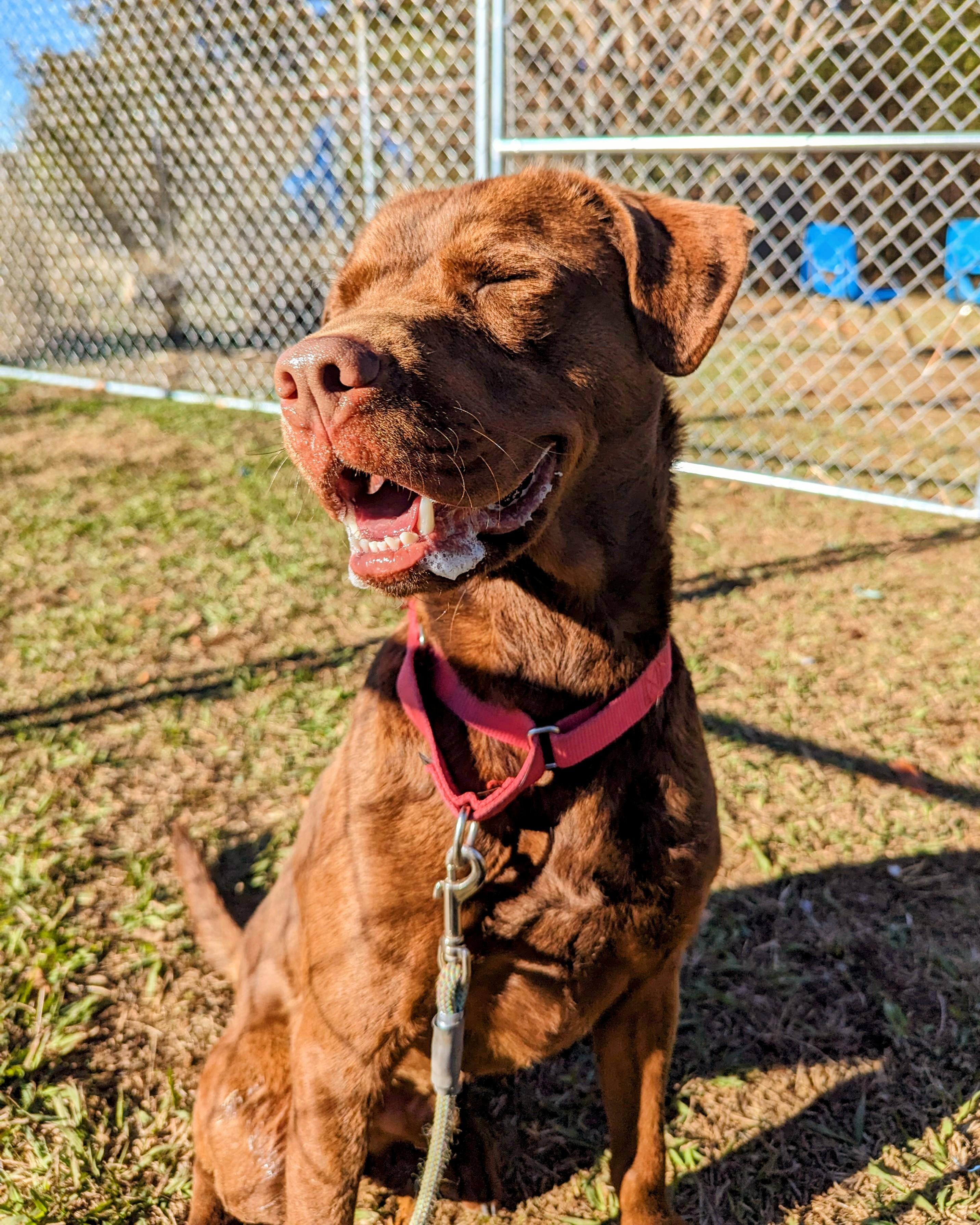 Enlarge Russ, a Adoptable mixed breed in Anniston, AL image 3/5