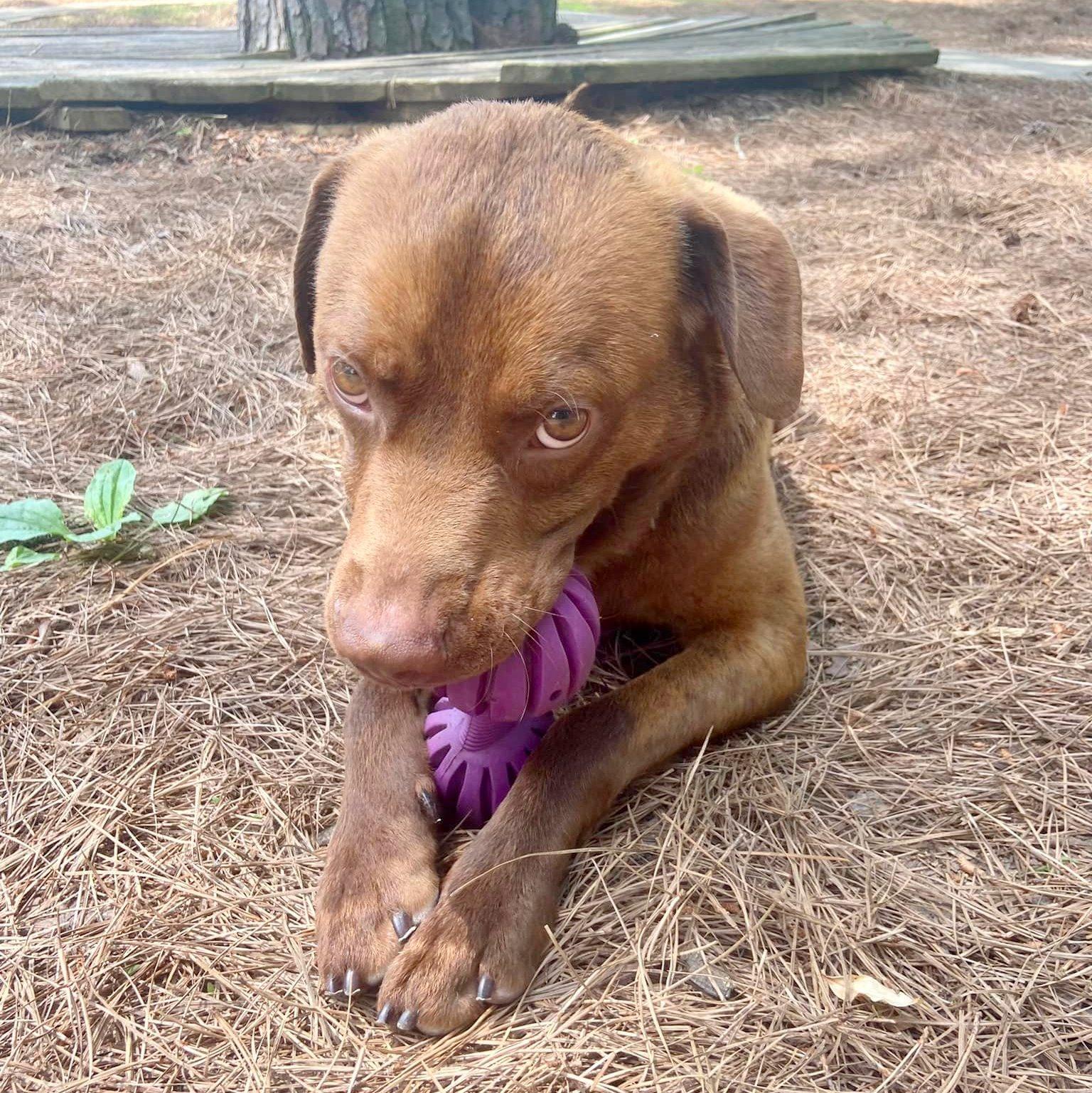 Enlarge Russ, a Adoptable mixed breed in Anniston, AL image 5/5