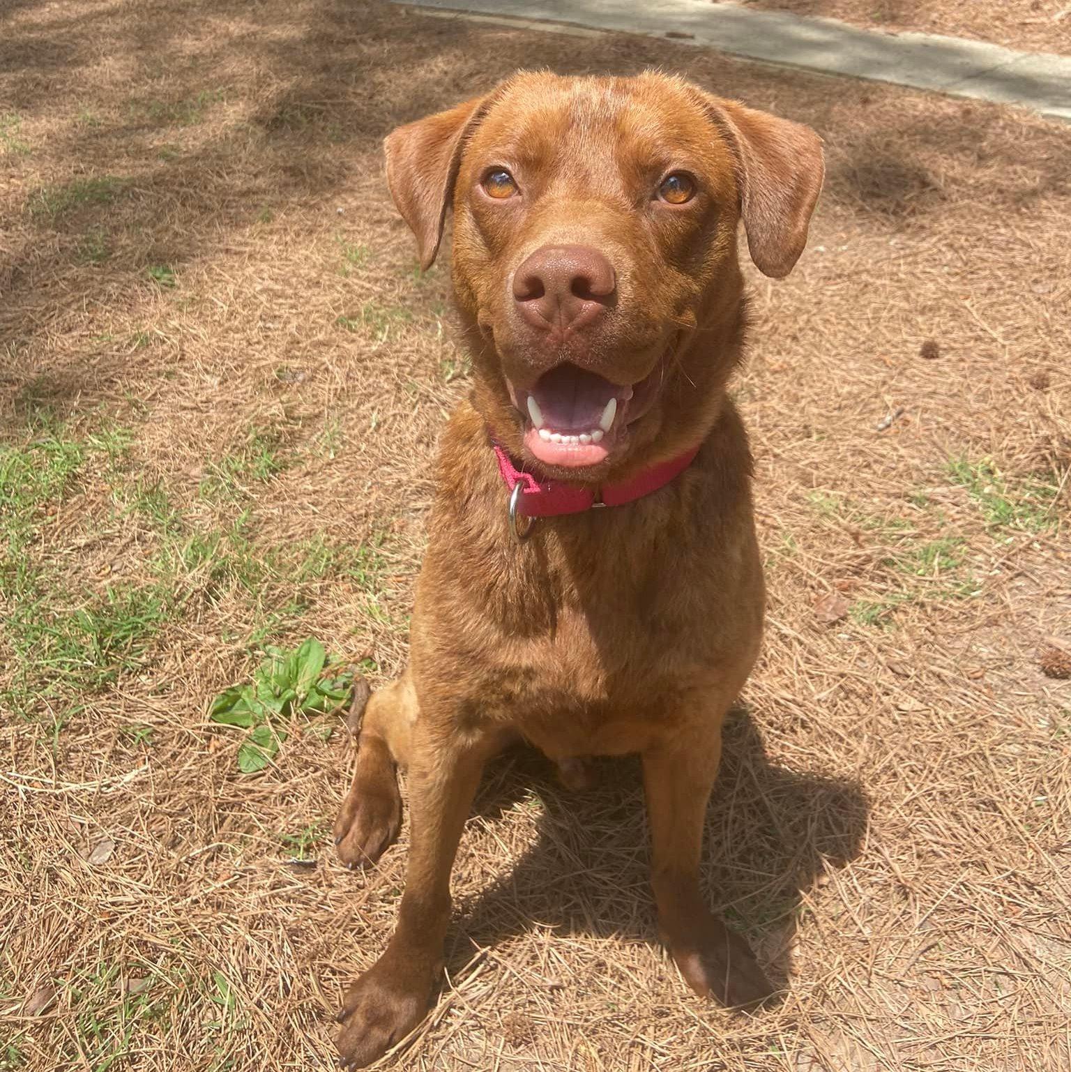 Enlarge Russ, a Adoptable mixed breed in Anniston, AL image 4/5