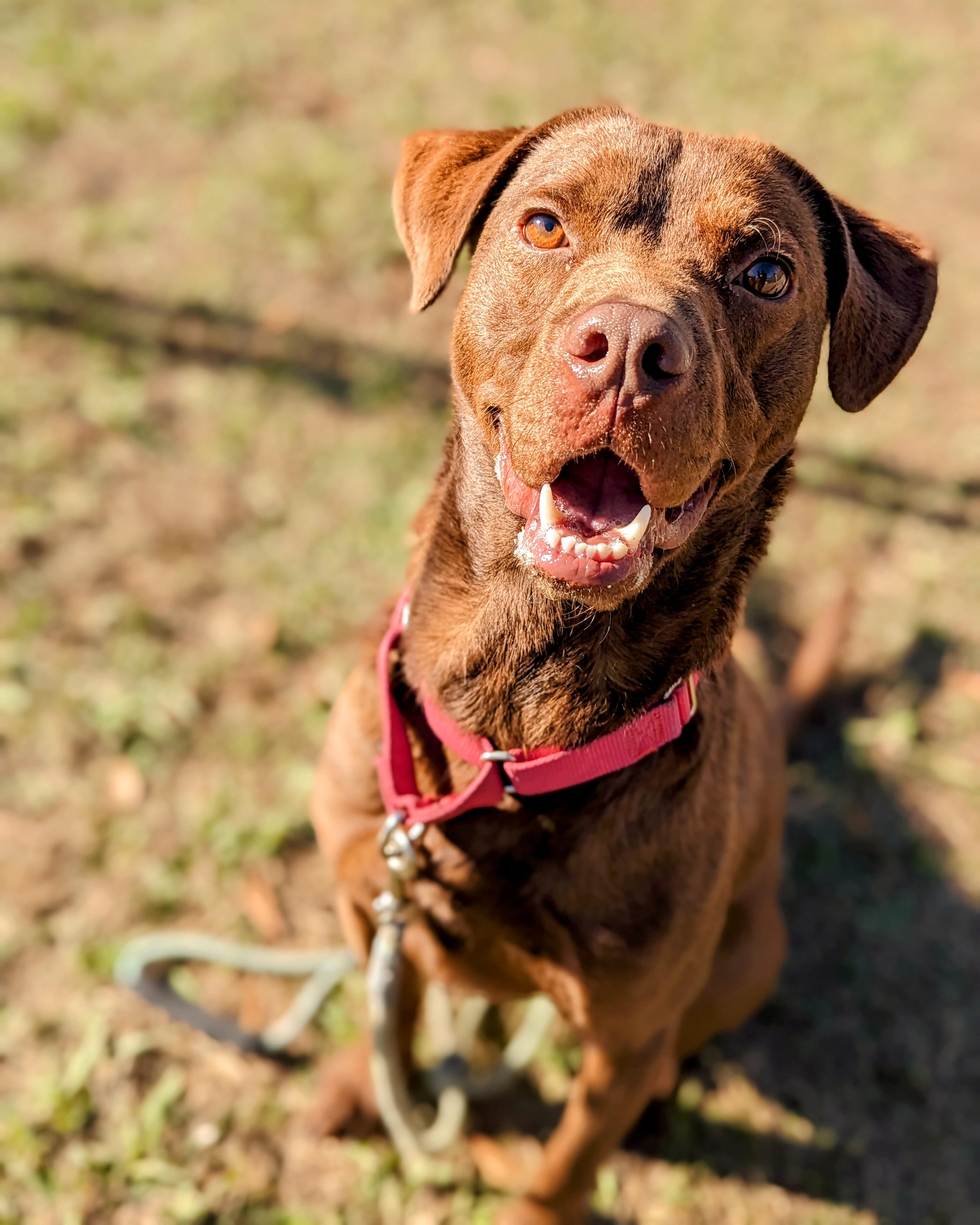 Enlarge Russ, a Adoptable mixed breed in Anniston, AL image 2/5
