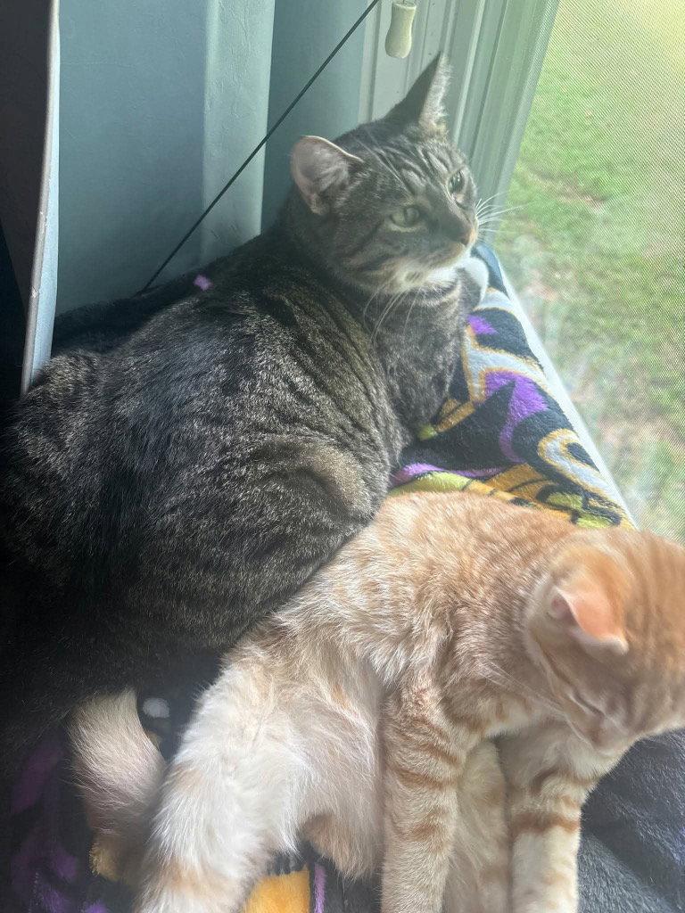 Twinkle Toes, Adopted, Adult Female Domestic Short Hair.