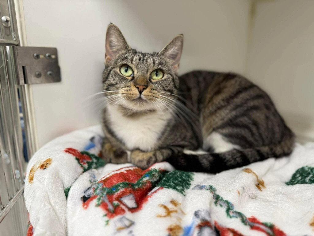 Enlarge Twinkle Toes, a Adopted Domestic Short Hair in Cromwell, KY image 2/2