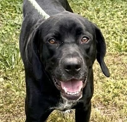 Cinco, ADOPTABLE, Young Male Labrador Retriever & Hound.