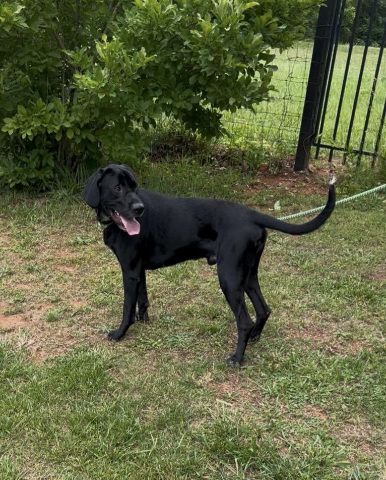 Enlarge Cinco, a ADOPTABLE mixed breed in Cumming, GA image 3/6