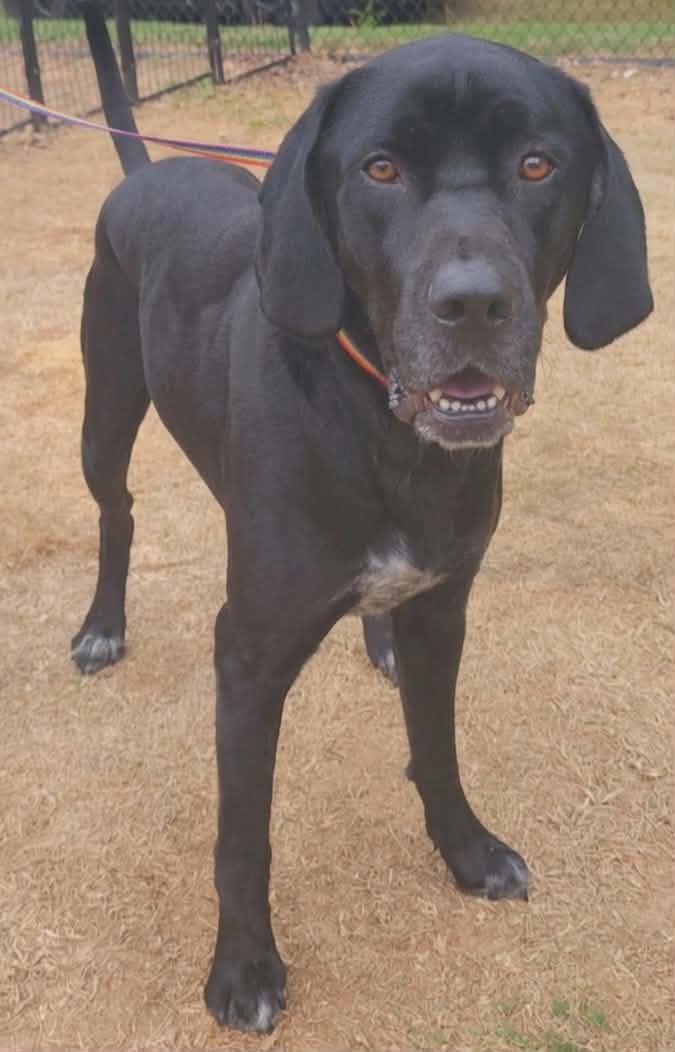 Enlarge Cinco, a ADOPTABLE mixed breed in Cumming, GA image 2/6