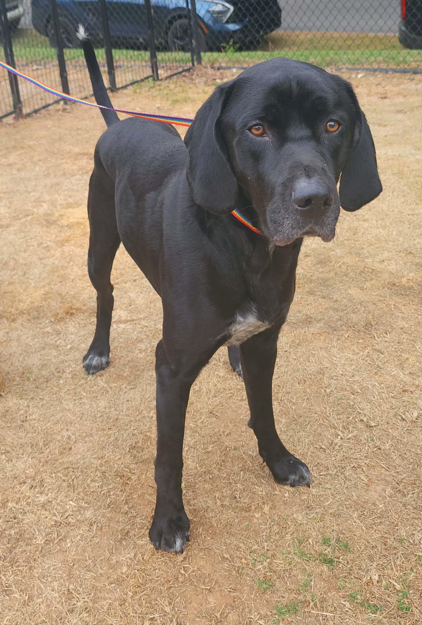 Enlarge Cinco, a ADOPTABLE mixed breed in Cumming, GA image 4/6