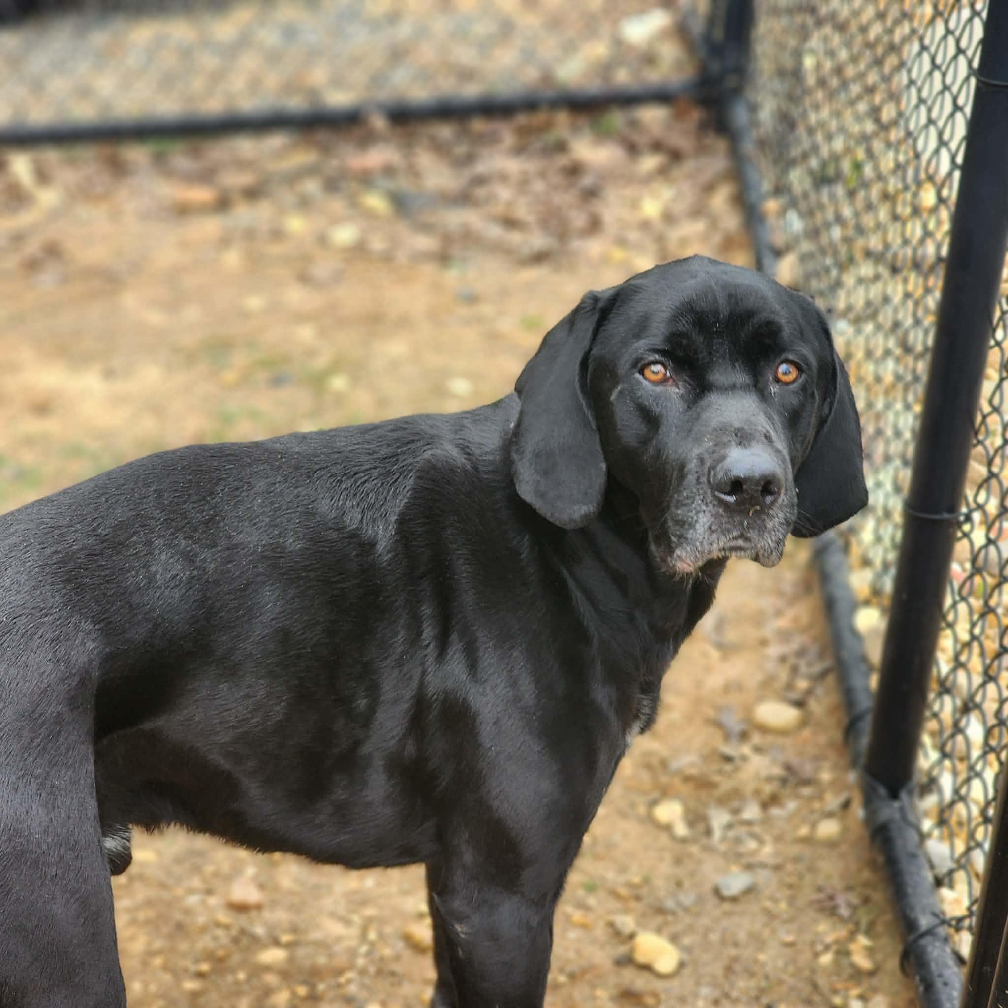 Enlarge Cinco, a ADOPTABLE mixed breed in Cumming, GA image 3/6