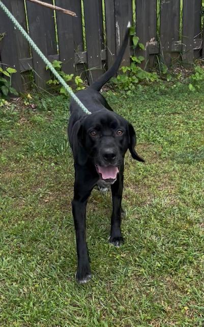 Enlarge Cinco, a ADOPTABLE mixed breed in Cumming, GA image 2/6