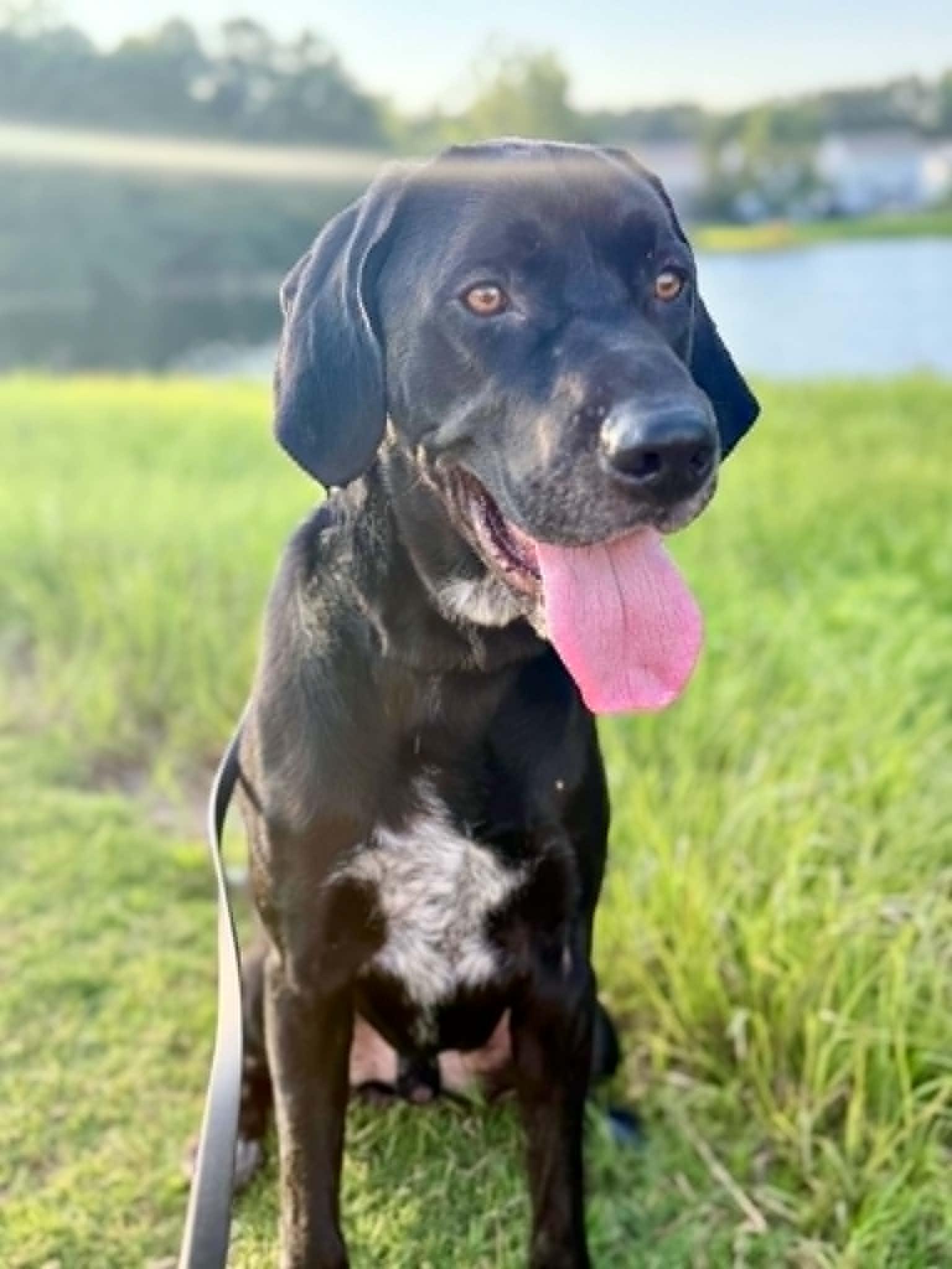 Cinco, a ADOPTABLE mixed breed in Cumming, GA image 3/3
