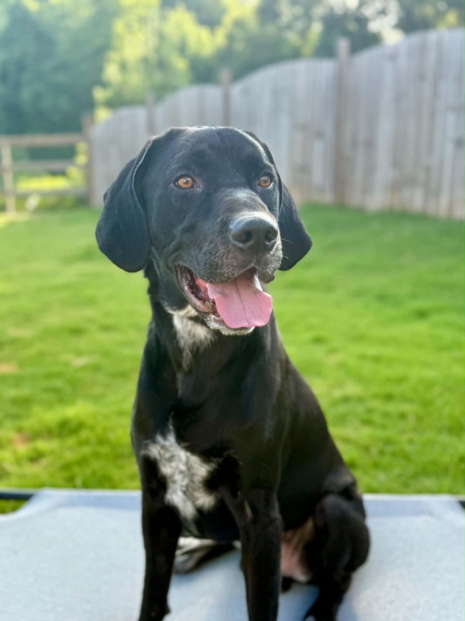 Cinco, a ADOPTABLE mixed breed in Cumming, GA image 2/3