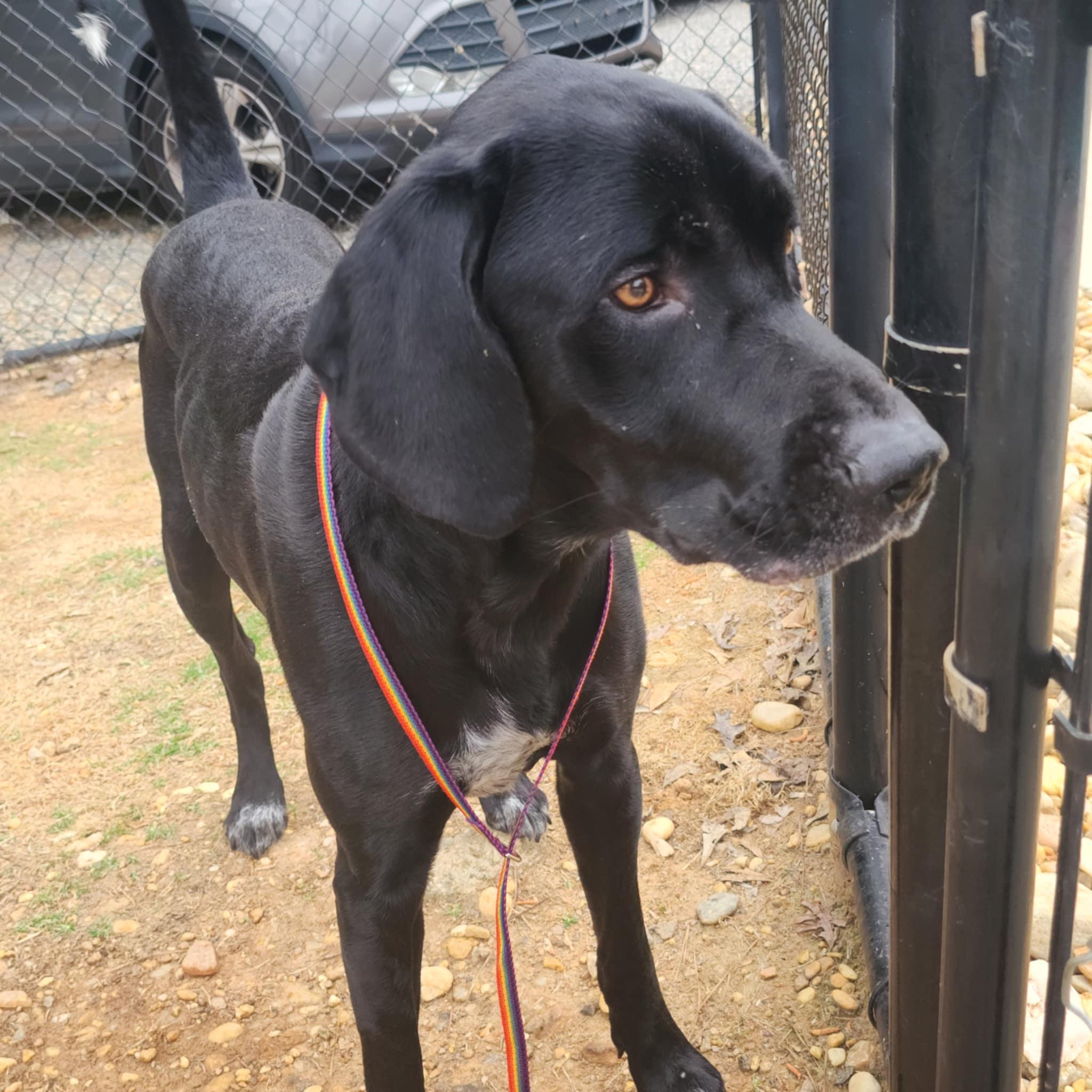 Enlarge Cinco, a ADOPTABLE mixed breed in Cumming, GA image 6/6