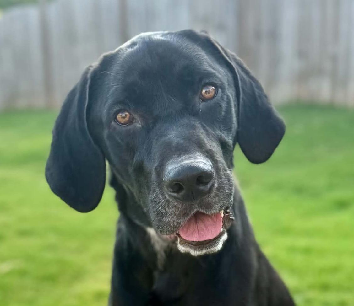 Cinco, a ADOPTABLE mixed breed in Cumming, GA image 1/3
