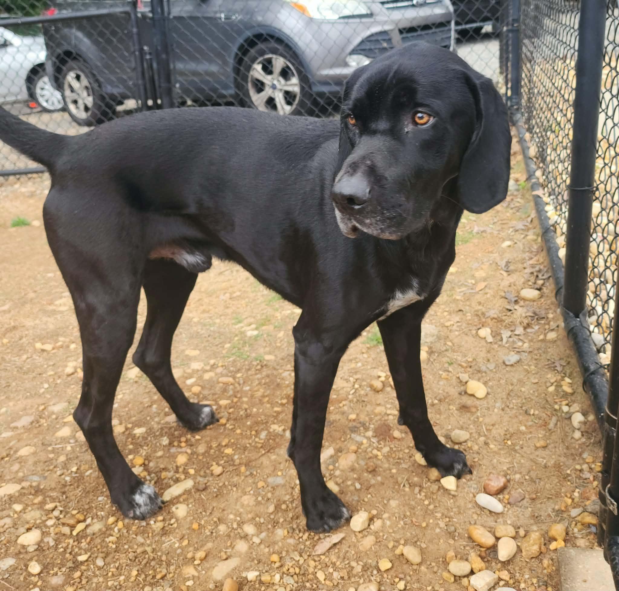 Enlarge Cinco, a ADOPTABLE mixed breed in Cumming, GA image 5/6