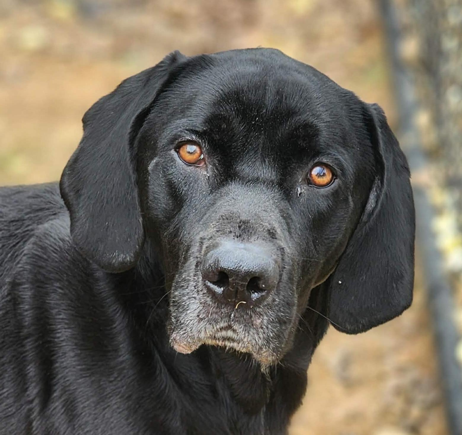 Enlarge Cinco, a ADOPTABLE mixed breed in Cumming, GA image 1/6