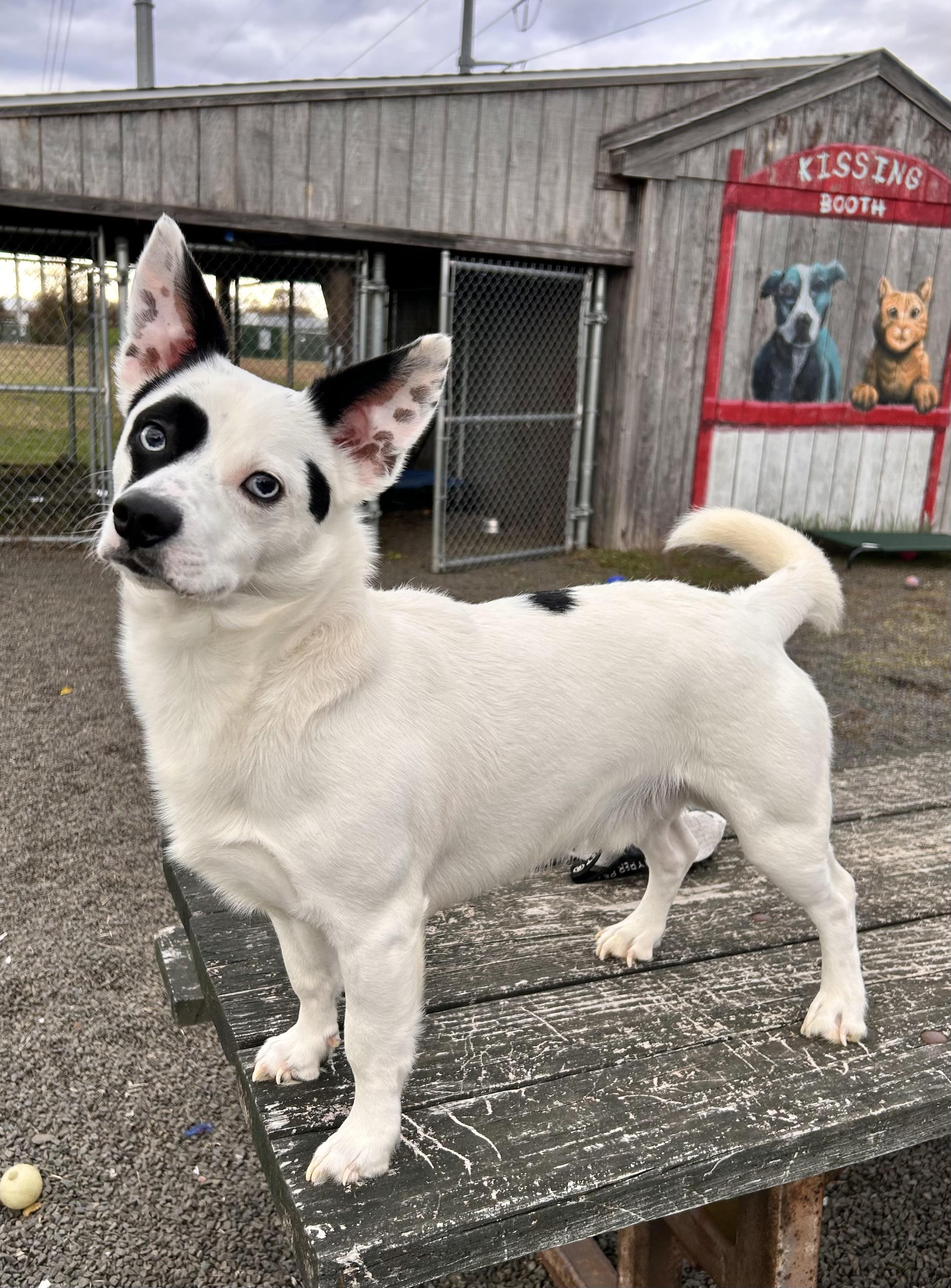 Enlarge Octavius Pepper, a Adoptable mixed breed in Wallingford, CT image 2/4