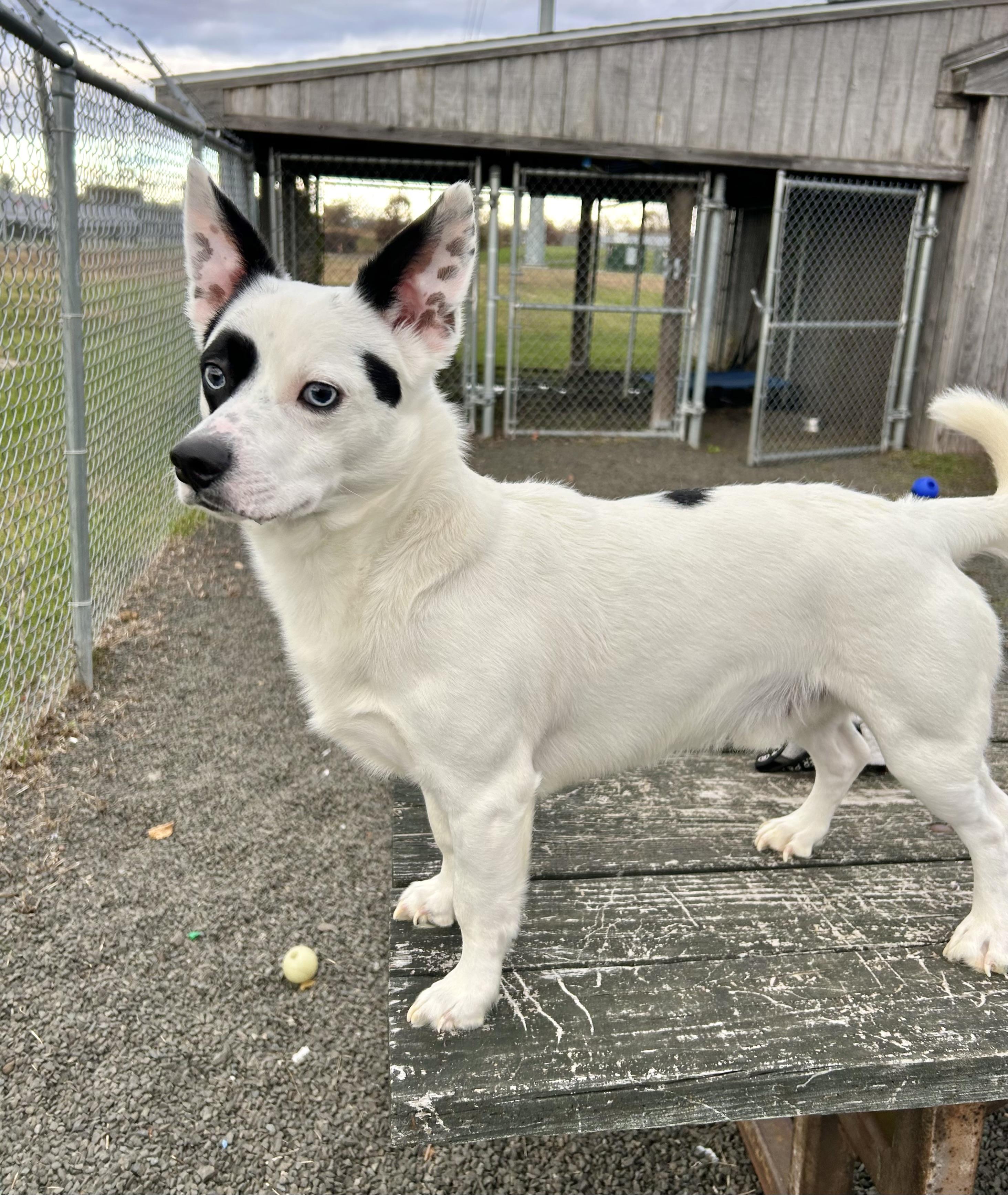 Enlarge Octavius Pepper, a Adoptable mixed breed in Wallingford, CT image 3/4