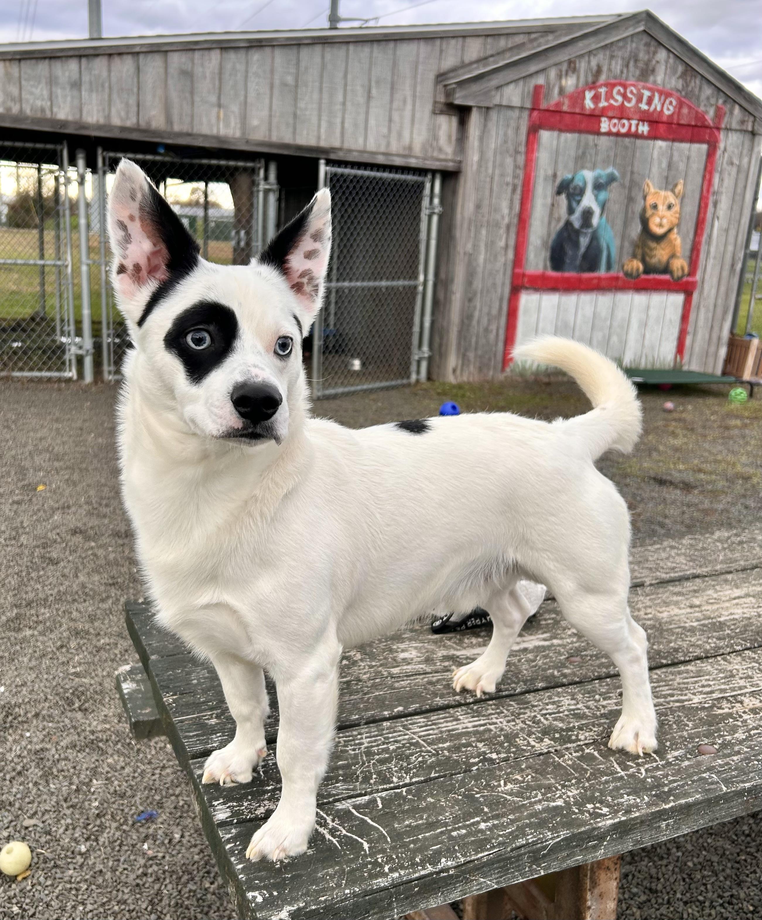 Enlarge Octavius Pepper, a Adoptable mixed breed in Wallingford, CT image 4/4