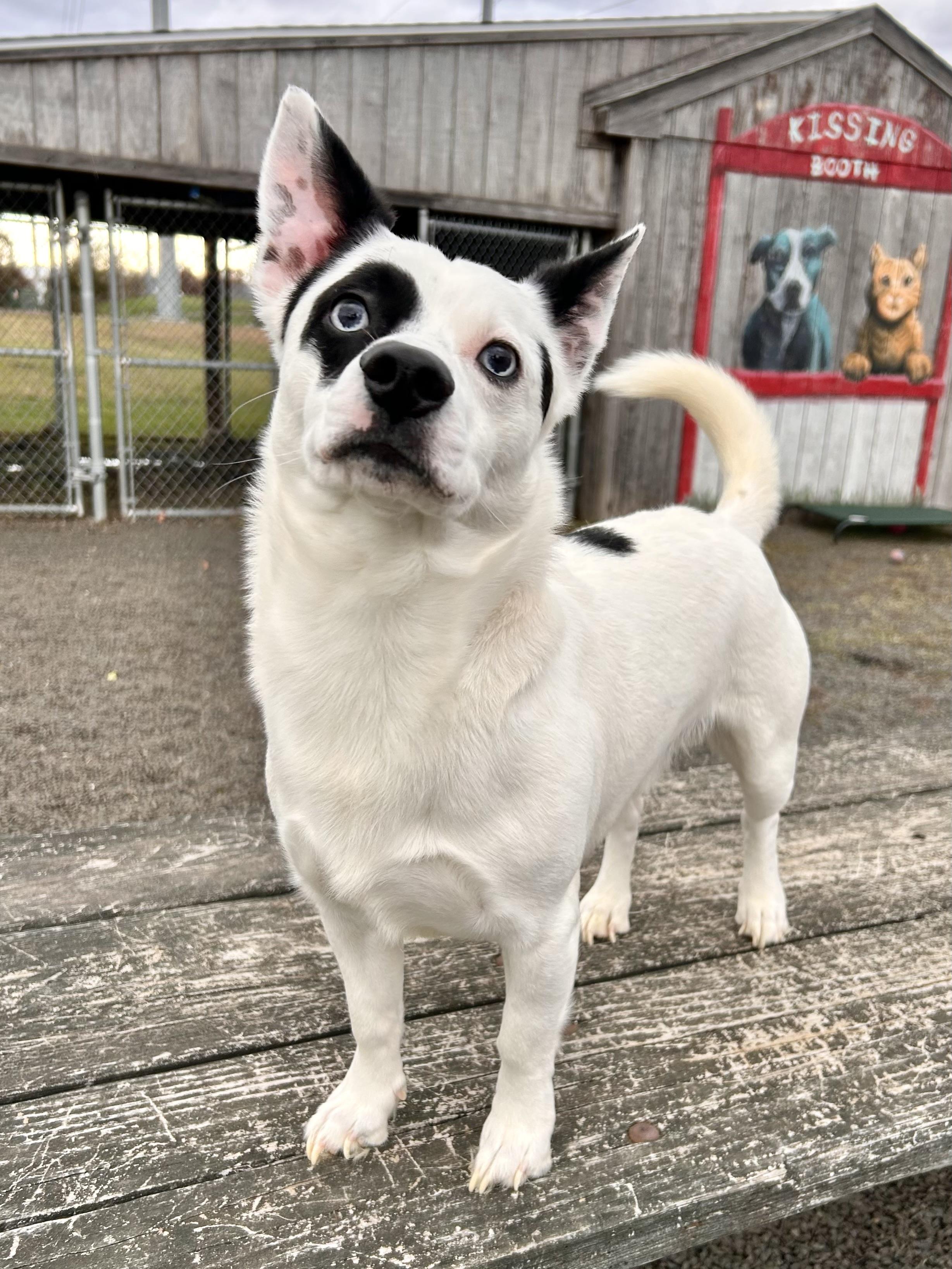 Octavius Pepper, Adoptable, Adult Male Mixed Breed.