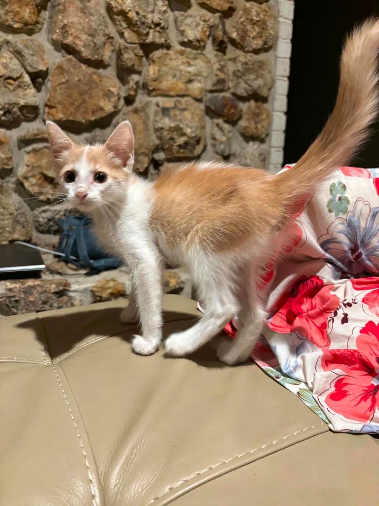 Madar, a Adoptable mixed breed in Miami, OK image 2/3