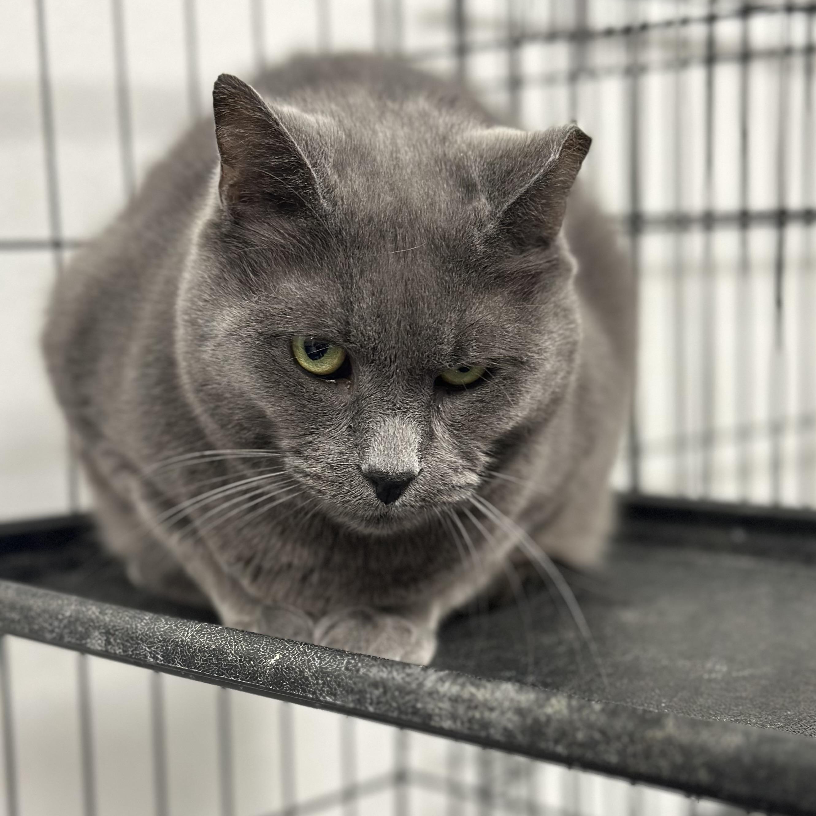 Smokey, Adult Male unknown