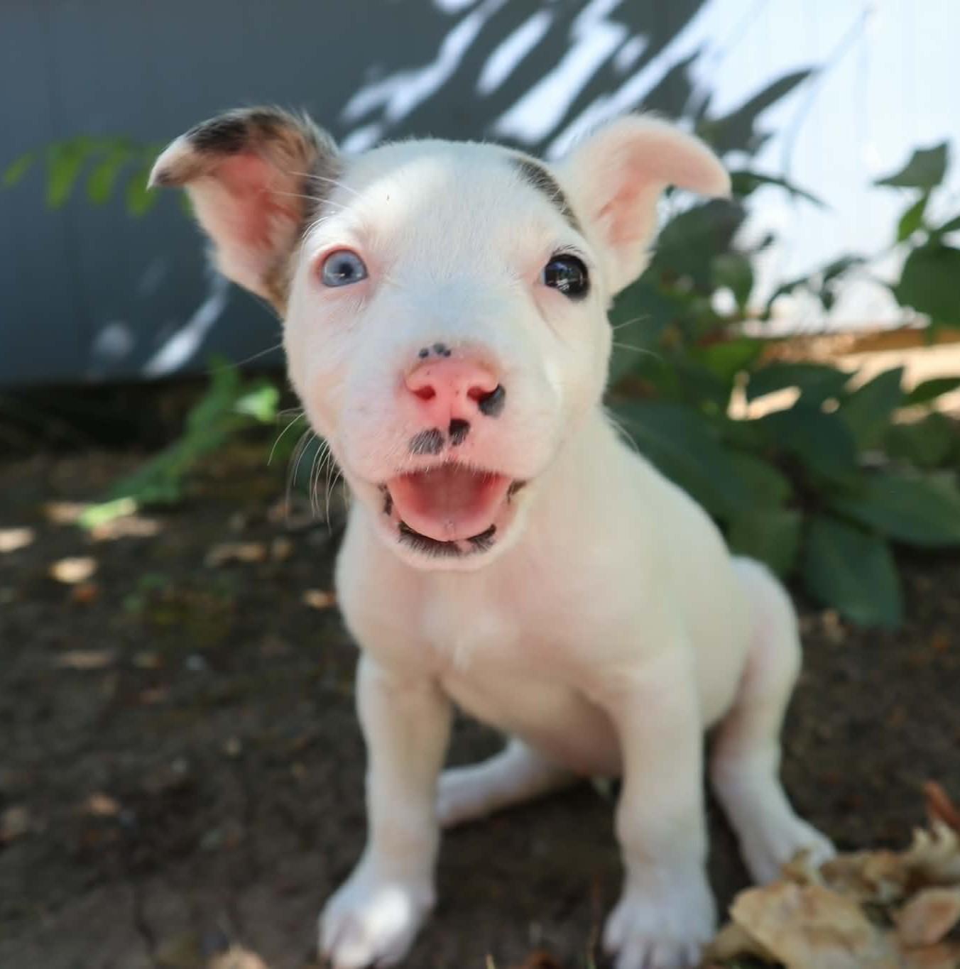 Terrier Pups, a ADOPTABLE mixed breed in Eugene, OR image 5/5