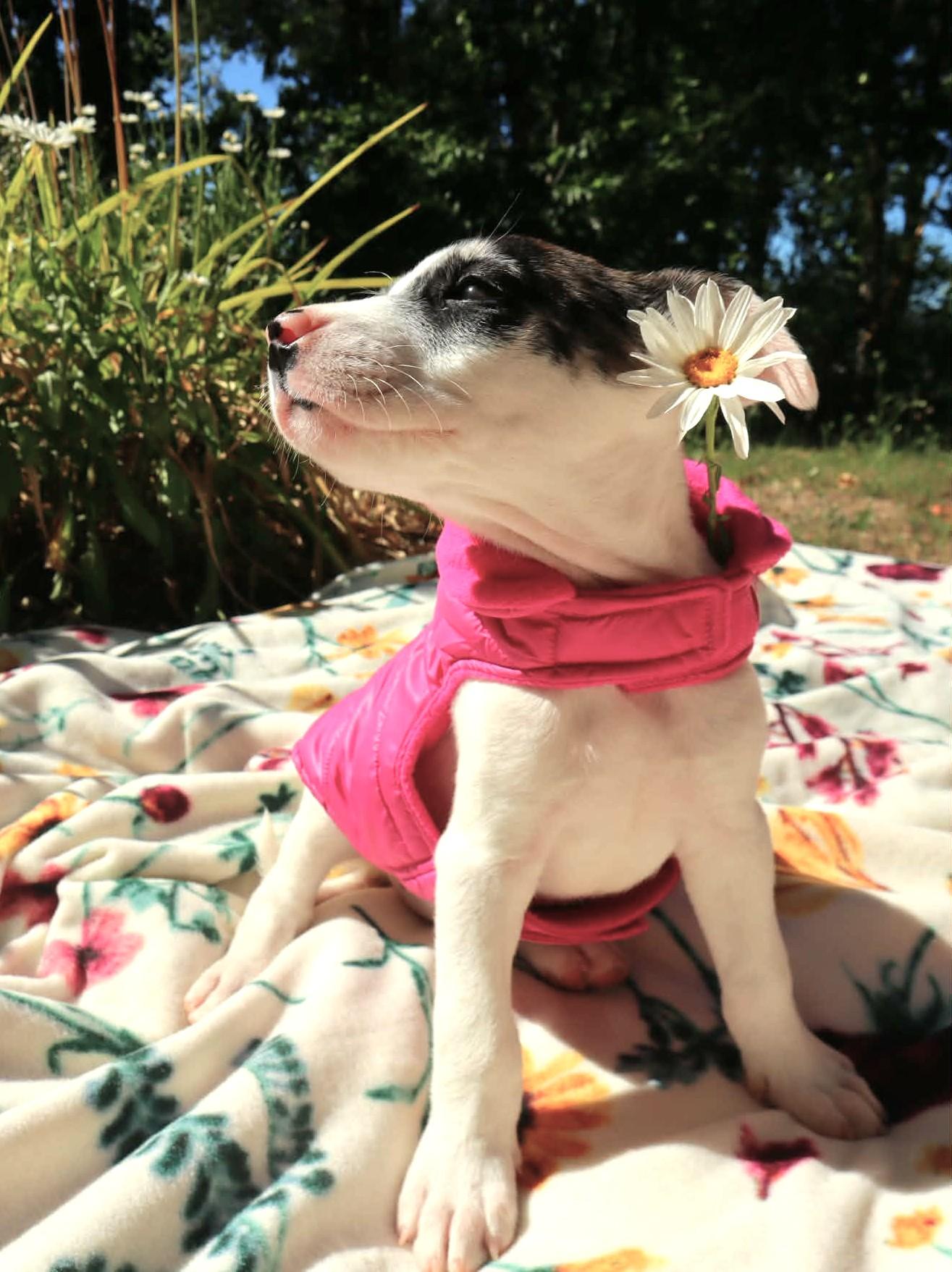 Terrier Pups, a ADOPTABLE mixed breed in Eugene, OR image 4/5