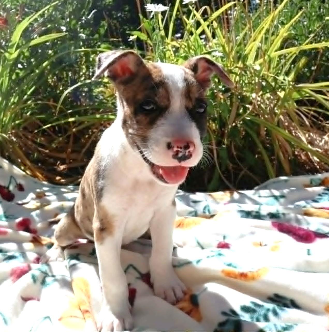 Terrier Pups, a ADOPTABLE mixed breed in Eugene, OR image 3/5