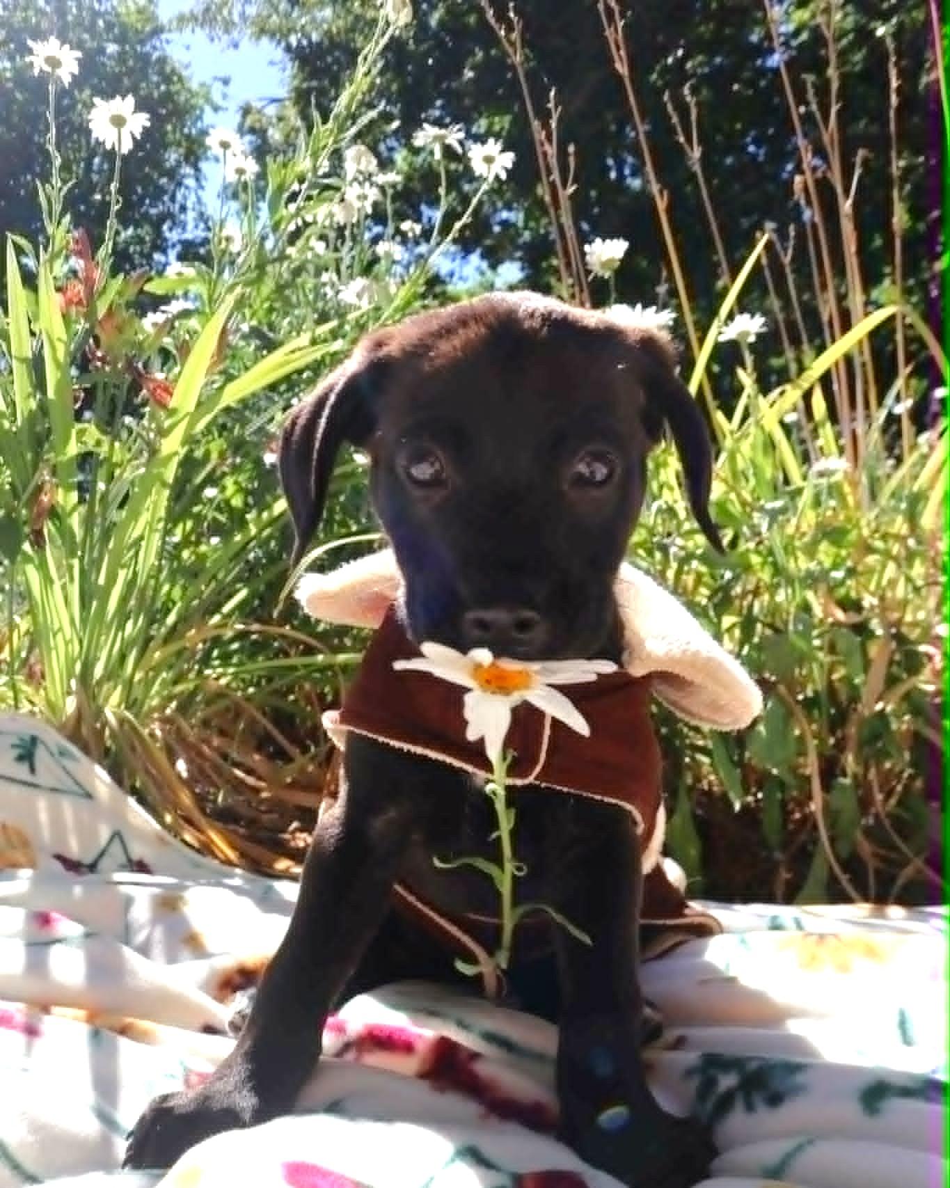 Terrier Pups, a ADOPTABLE mixed breed in Eugene, OR image 2/5