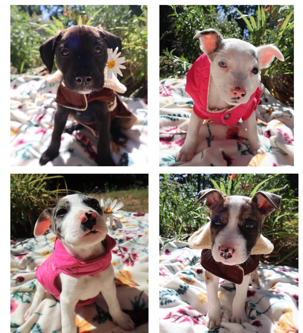 Terrier Pups, ADOPTABLE, Puppy Female Pit Bull Terrier.