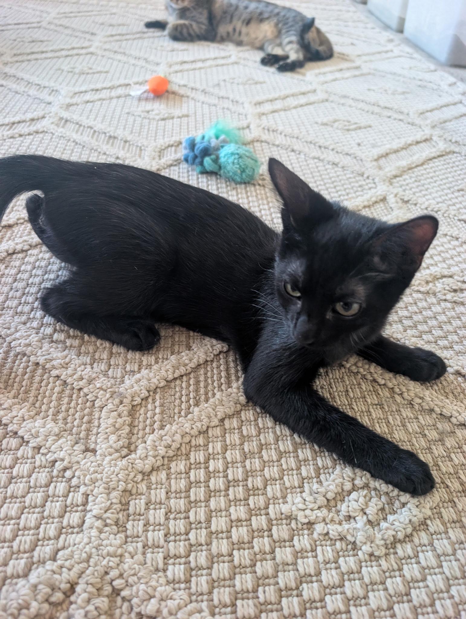 Enlarge Forrest, a Adopted mixed breed in Youngtown, AZ image 2/3