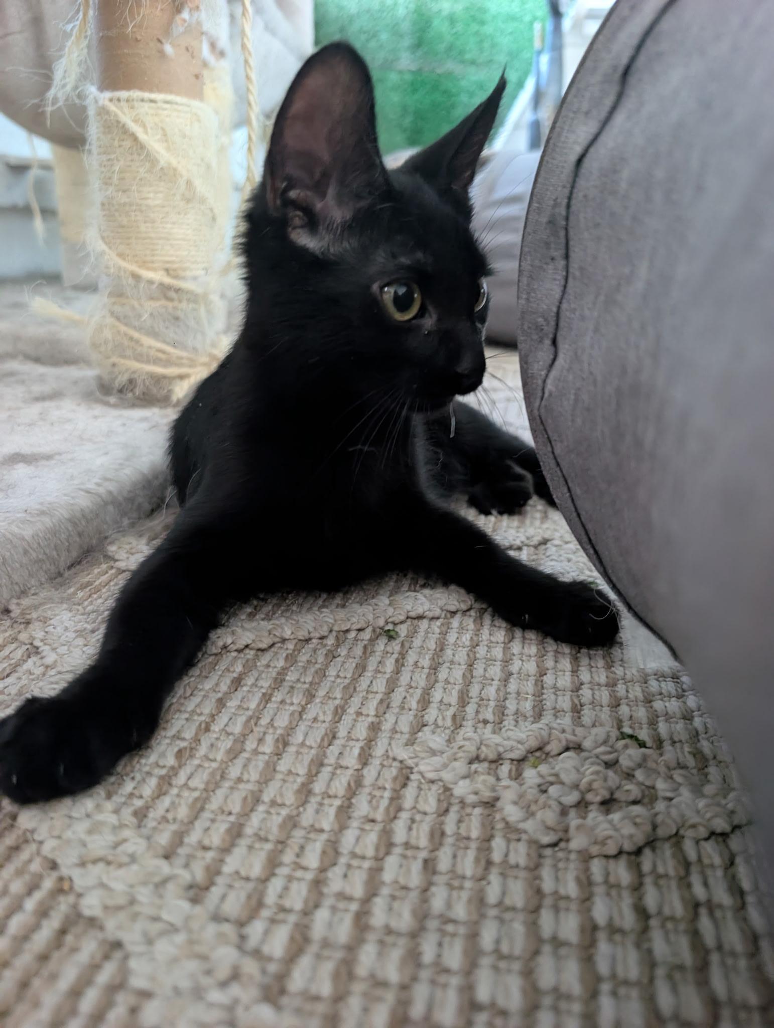 Enlarge Forrest, a Adopted mixed breed in Youngtown, AZ image 1/3