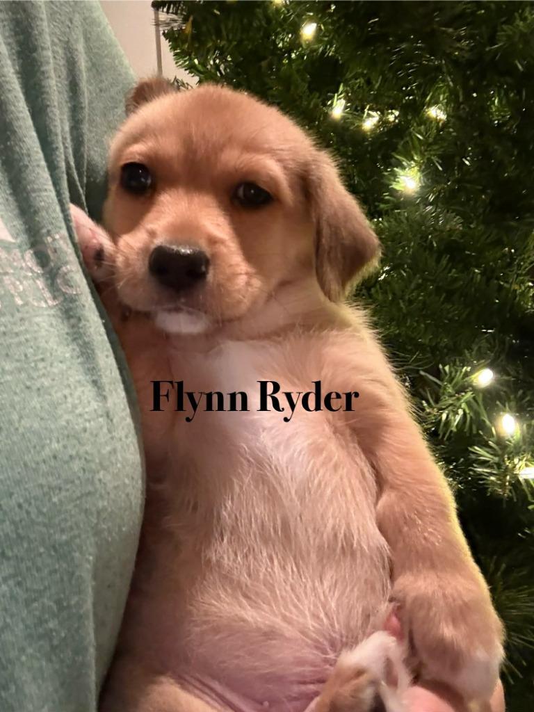 Flynn Rider, a Adoptable mixed breed in Waxhaw, NC image 2/2