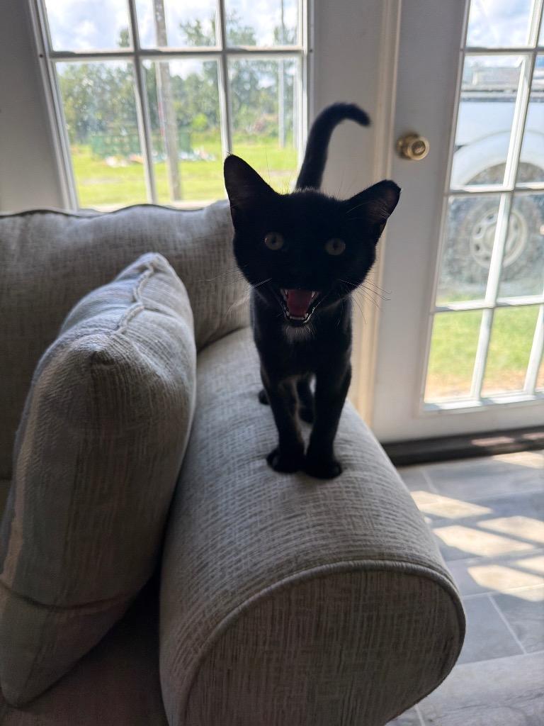 Sirius, Adoptable, Kitten Male Domestic Short Hair.