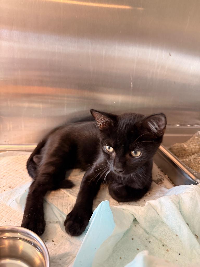 Enlarge Sirius, a Adoptable mixed breed in Nashville, GA image 3/6
