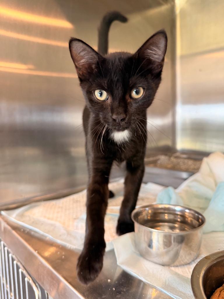 Enlarge Sirius, a Adoptable mixed breed in Nashville, GA image 5/6