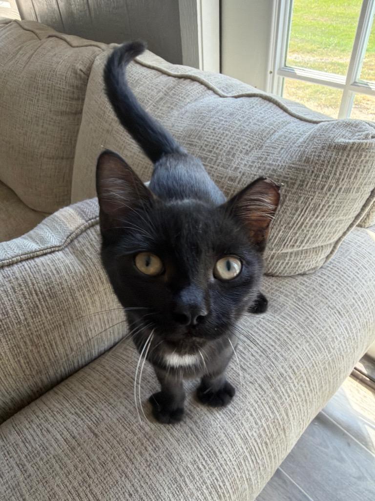 Enlarge Sirius, a Adoptable mixed breed in Nashville, GA image 6/6