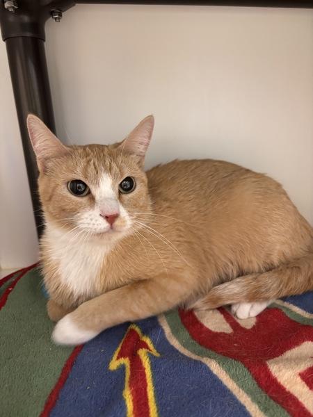 Elsa, Adoptable, Adult Female Domestic Short Hair.