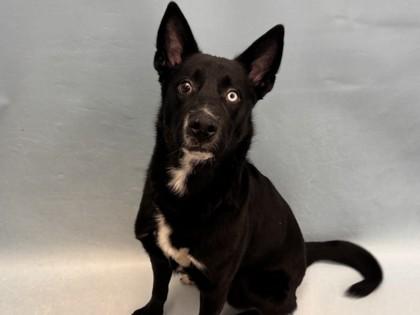 Bumble, Adoptable, Young Male Husky & German Shepherd Dog.