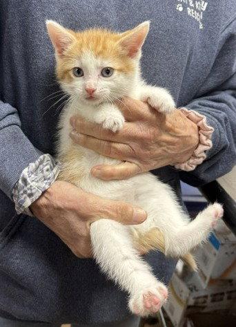 Enlarge Socky, a Adopted Domestic Medium Hair in Apollo, PA image 1/1