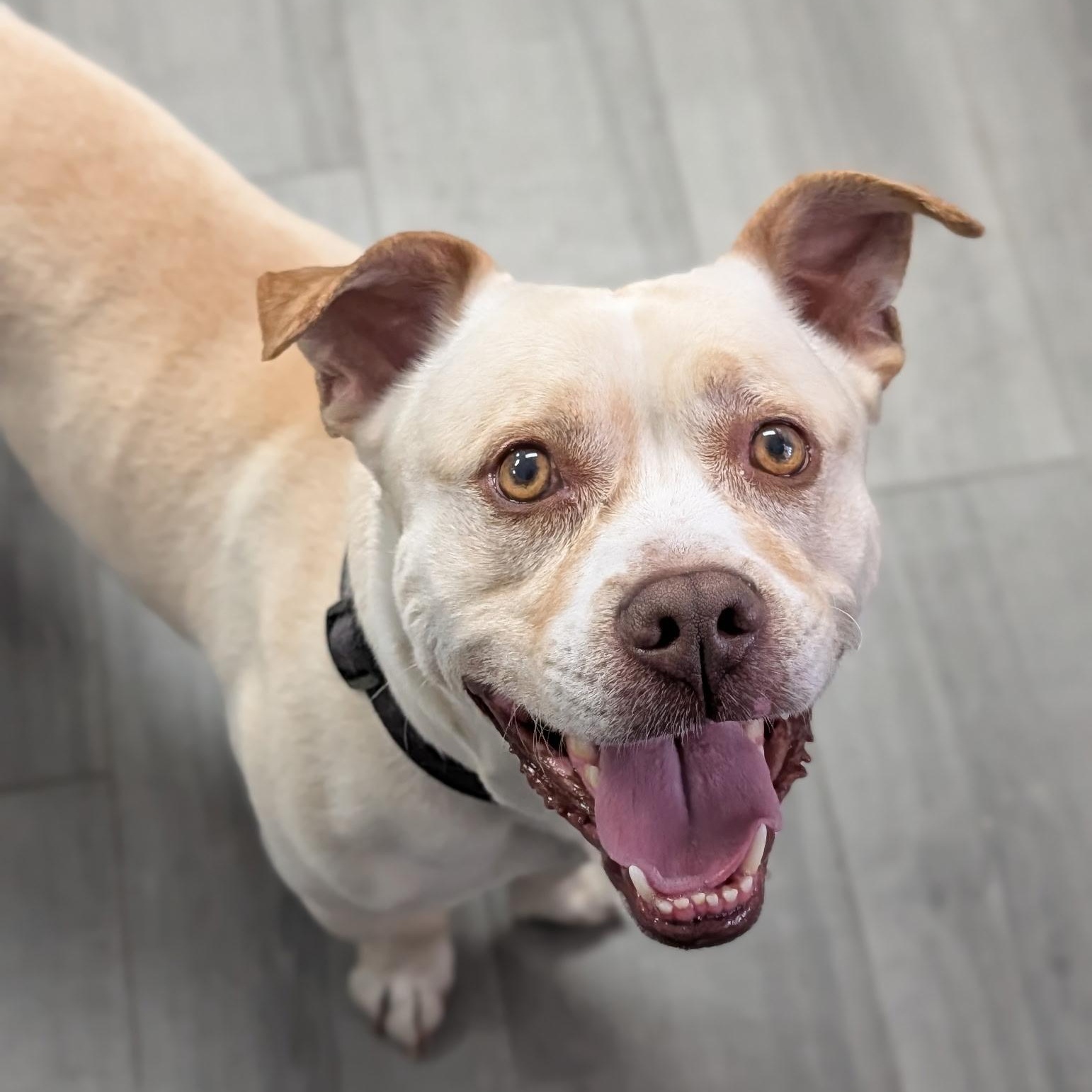 Enlarge CHICO, a Adoptable mixed breed in Staten Island, NY image 2/5