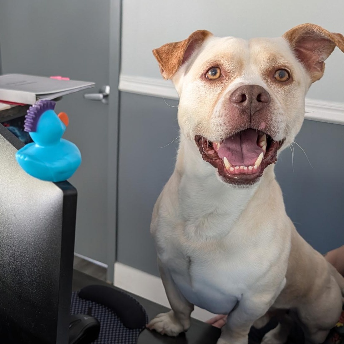 Enlarge CHICO, a Adoptable mixed breed in Staten Island, NY image 4/5
