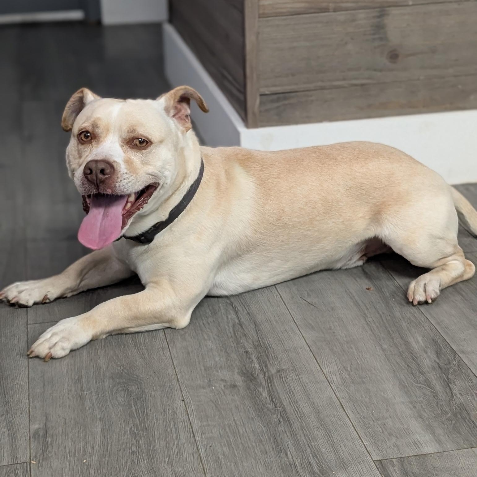 CHICO, Adoptable, Adult Male Dachshund & American Staffordshire Terrier.