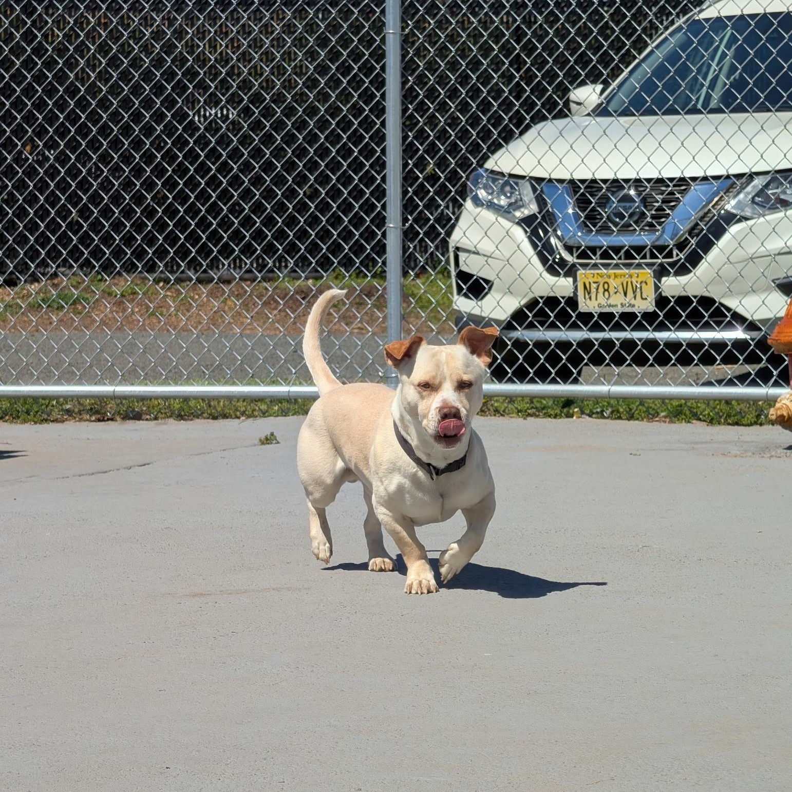 Enlarge CHICO, a Adoptable mixed breed in Staten Island, NY image 3/5