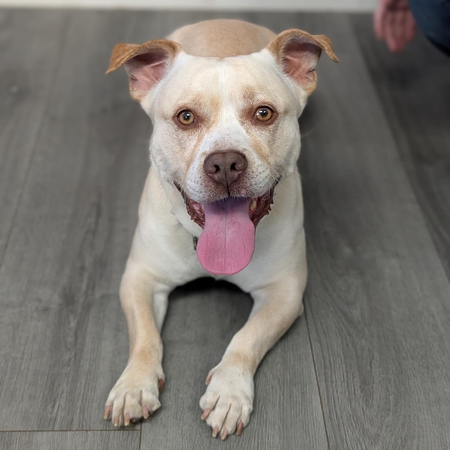 Enlarge CHICO, a Adoptable mixed breed in Staten Island, NY image 5/5