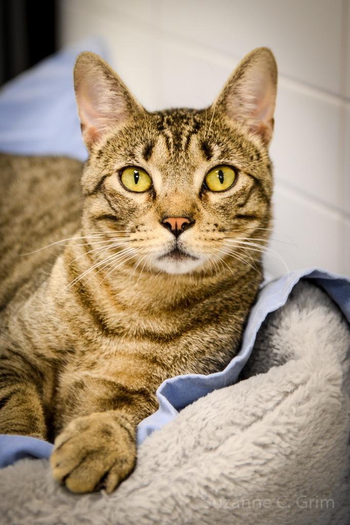 Ithaca, Young Male Domestic Short Hair